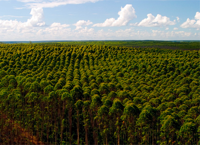 Produzindo com a Natureza